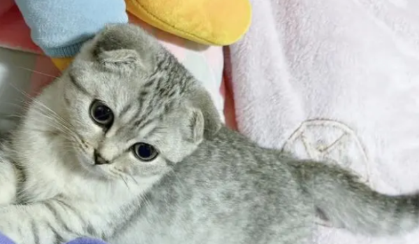 Are you sure you want to raise several types of cats that poor people 