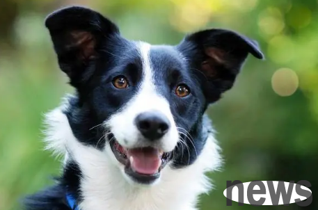 The top ten popular dog breeds reveal: Knowing you all is a dog expert!