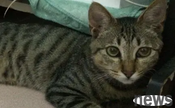 It s cruel to keep cats like this, so be careful
