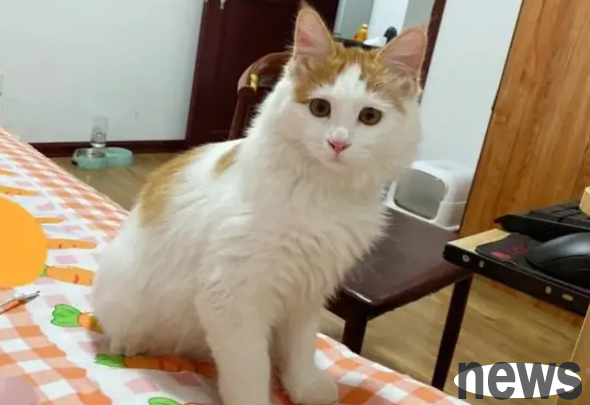 The cat loves you 