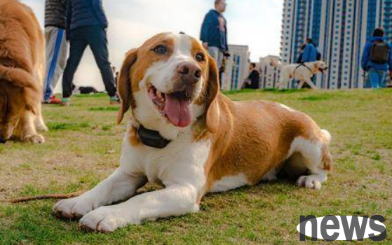 It turns out that these characteristics of dogs are here to repay their kindness!
