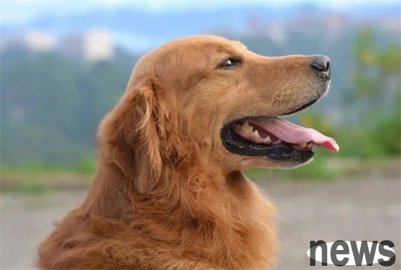 Does the dog s appetite have anything to do with its size?