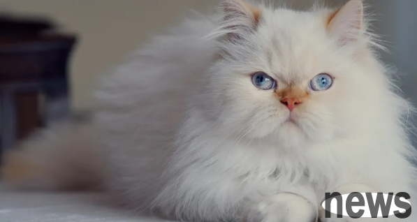5 advantages and disadvantages of domestic cats, simple hand short stamp~