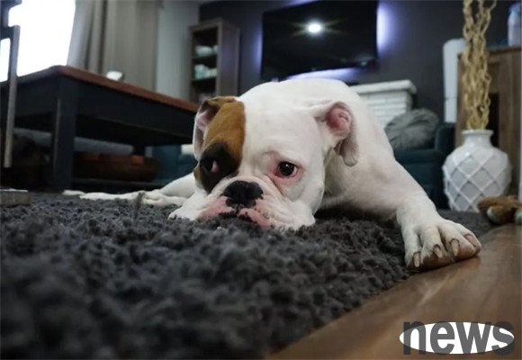 Can dogs hold their urine for 10 hours a night?