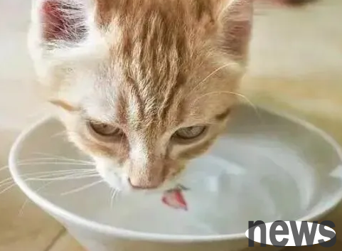 Why do cats prefer to drink toilet water than water in a bowl? Reveal the secret!