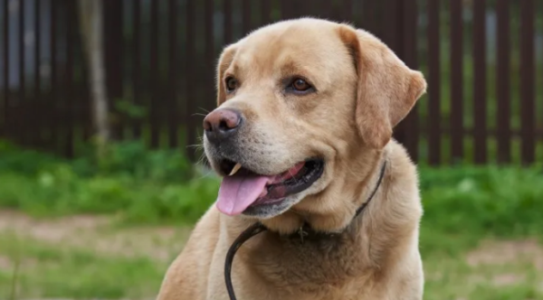Ranking of the best dogs