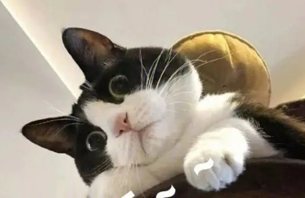 The second one is the most beautiful in Chinese pastoral cats.
