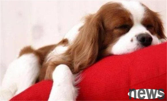 What emotional changes will a dog have after shearing her hair?
