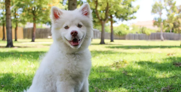 Homemade recipe for nutrition for dogs
