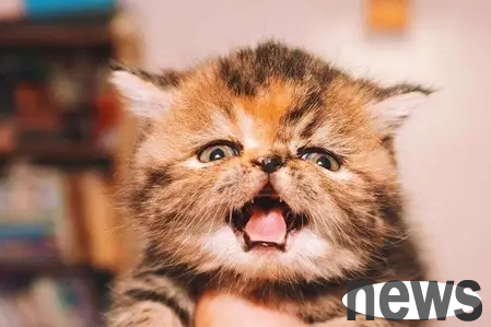 The ancestors suggested: Cats with these characteristics are often ungrateful wolves, so try not to keep them.