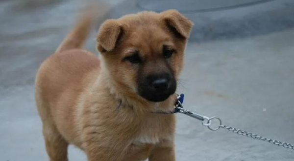 The Guardian of the East, the top ten native dog breeds, do you really know them?