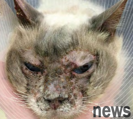 How to differentiate the diagnosis of cat hair loss?