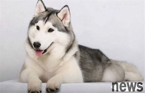 Dogs want their owners to do these four things most