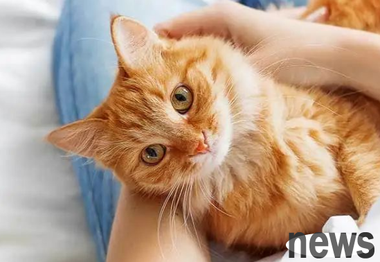 How to raise cats in the UK? A must-have for all the things you need to collect! A complete collection of detailed procedures and precautions