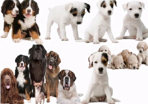 The prices of 6 common dogs, are you expensive?