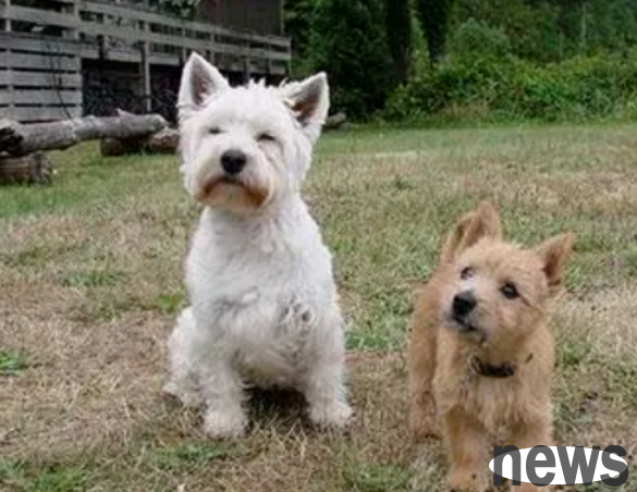 Do terrier dogs love to shed hair? How to improve hair loss in terrier dogs?