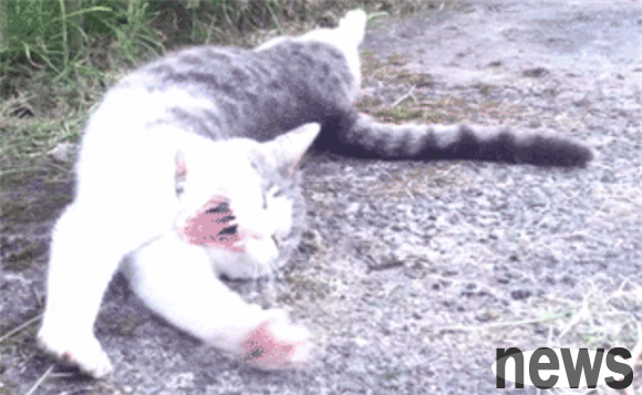 Does a cat snore mean happiness? These 8 common behaviors may have opposite meanings