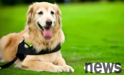Regarding the causes of obesity, after reading these 4 items, did your dog fall into the trap?