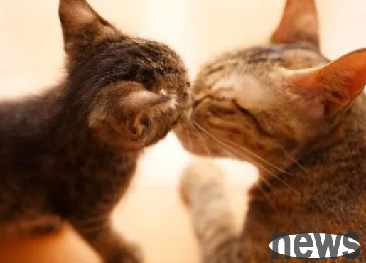 Why do cats clingy after washing the fragrance? Revealing the mysterious behavior of cats