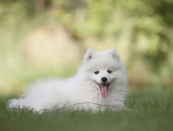 What do dogs think about every day