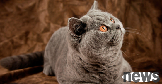 In the eyes of cats, what does the owner mean to let it 