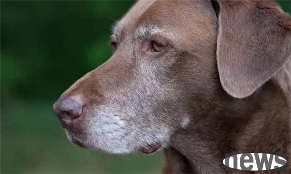 If a dog gets older, there are often 6 manifestations on its body, and you may not even realize it.