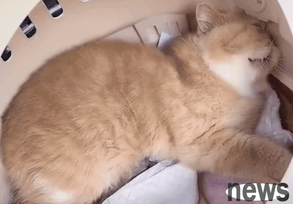 What needs to be checked for a cat s physical examination? Learn about the required projects ~