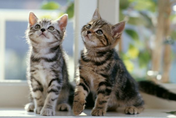 These 8 major signs of cats prove that they are 
