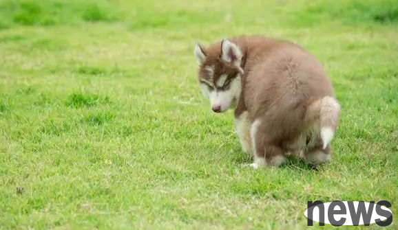 What does it mean when a dog keeps staring at his owner when defecating?