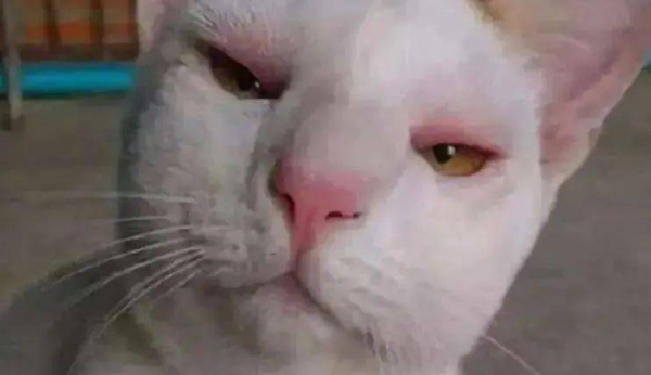 What should I do if a cat is stung by a bee? Tail shovelers, please learn about it!