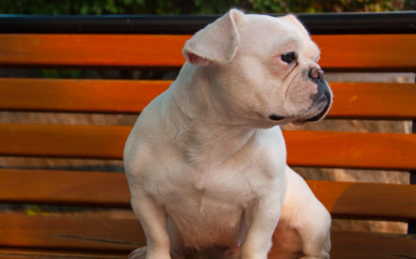 Short-haired dogs are afraid of cold. They should be given appropriate care and care for them when they are afraid of cold.