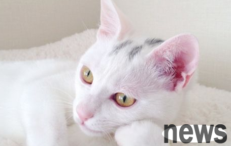 What should I do if a cat vomits milk? Come and have a look