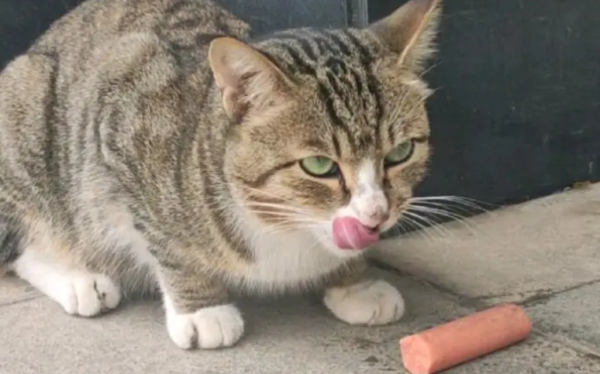 What should I do if the cat eats the ham sausage?