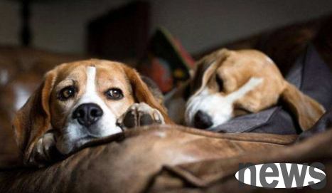 What should I do if I have a dog smell very strong at home? How to deal with the smell of dogs at home?