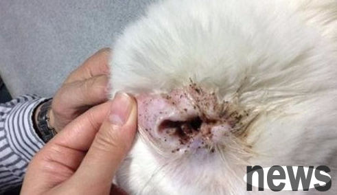 What to do if cats have ear mites? What to do if cats have ear mites?