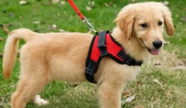 How to train dogs to adapt to leashes? How to train a dog with a leash?