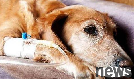 What to do if a dog has arthritis? How long can a dog live if it has arthritis?