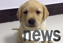 Tips on cute pets: What to do if a puppy has diarrhea in 50 days?
