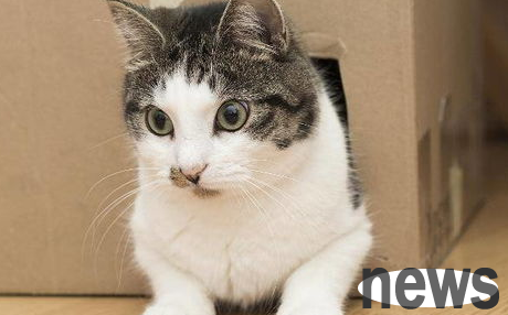 How to make cats fall in love with combing?