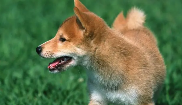 Please don’t have cruel “plastic surgery” on your pet because of your vanity!