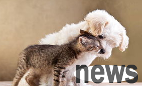 Training cats to get along well with other animals and learn these skills!