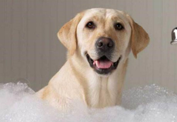 Steps and precautions for taking a pet dog’s bath!