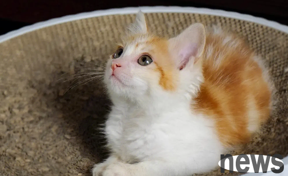 Why don’t kittens listen to your order? A spoiled cat will have these symptoms!