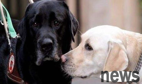 Pets also have Alzheimer s disease!