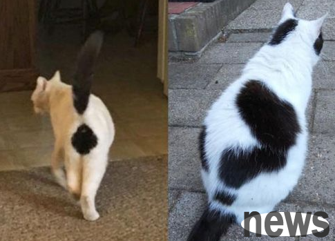 How to train your cat to be unique? Cat training!