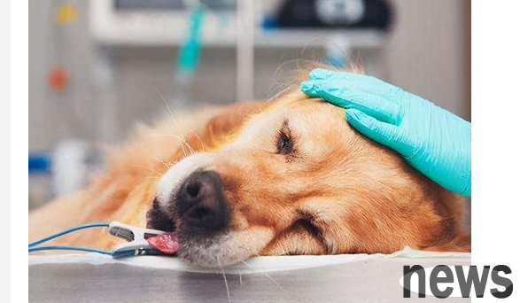 9 points that cause the dog s body to become weaker! Do you know?