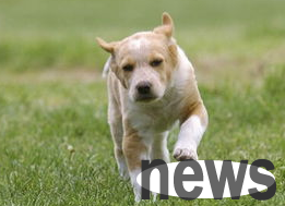 How should female dogs take care of their health after giving birth? Let s take a look at the pet owner