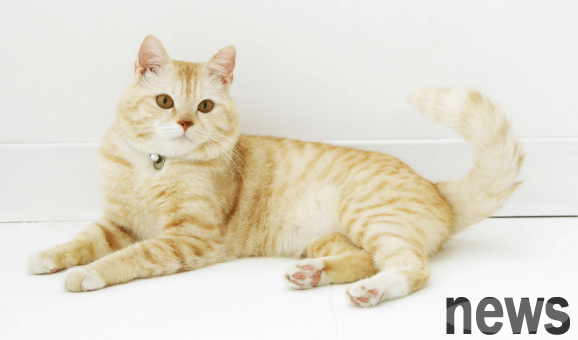 Let cats learn to be obedient and train cats to be discouraged!