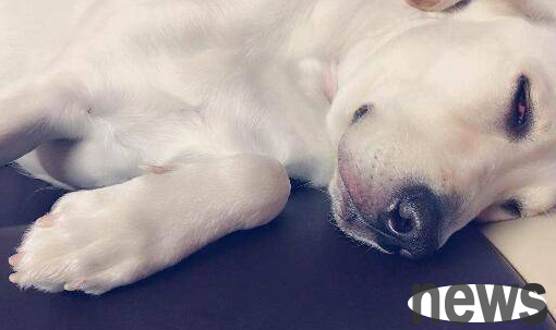 What are the methods to distinguish the symptoms of dog poisoning? Why not take a look