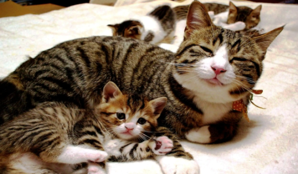 How do cats cause ascites? Treatment of nutritional ascites for cats!